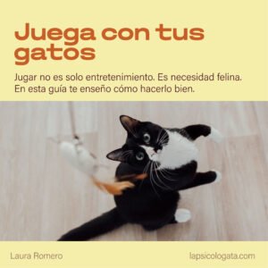 Juega con tus gatos