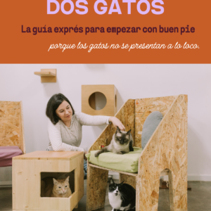 Cómo presentar dos gatos — guía exprés