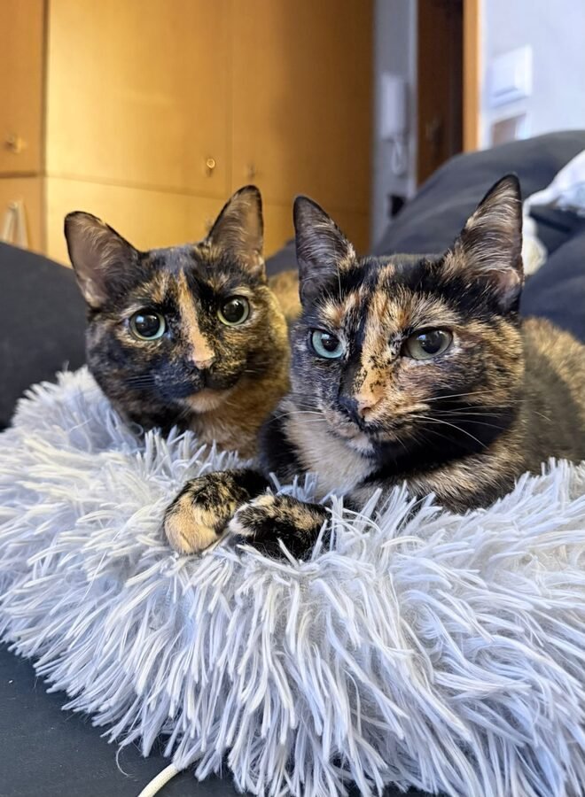Maca y Gitana