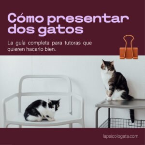 Presentar dos gatos - la versión extendida