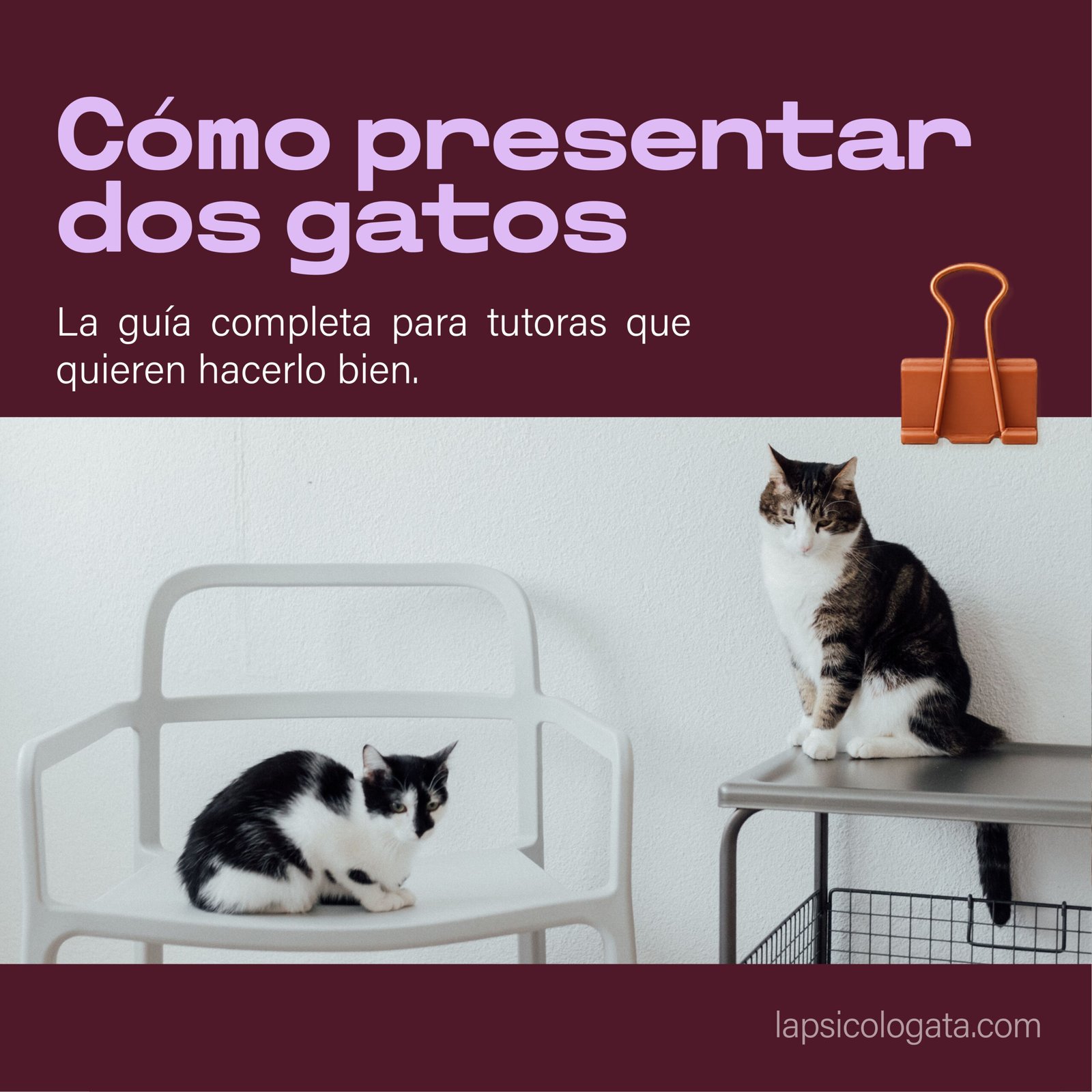 Presentar dos gatos - la versión extendida